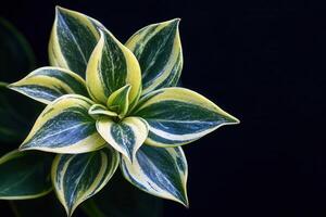 Close-up of a vibrant green and yellow plant. photo
