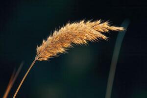 Golden grass blade against a dark background. photo