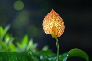 Elegant orchid blossom with intricate patterns. photo