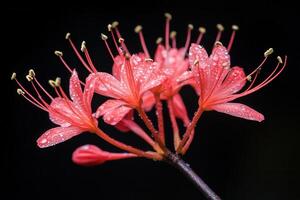 Vibrant pink flowers with droplets against a dark background. photo