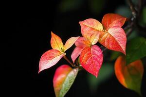 Vibrant leaves in shades of red and orange against darkness. photo