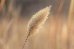 Soft golden grass swaying in gentle light. photo