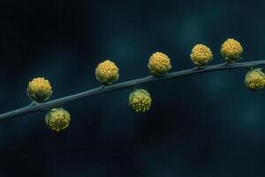 Close-up of yellow flower buds on a slender branch. photo