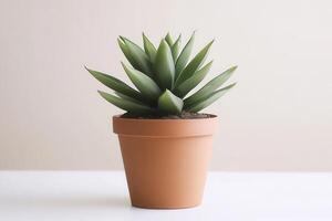 A succulent plant in a terracotta pot on a table. photo