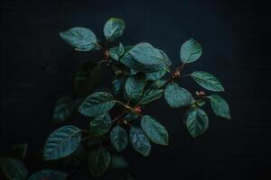 Dark leaves with a glossy finish against a black background. photo