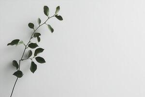 Minimalist plant branch against a light background. photo