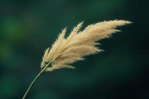 A close-up of a golden pampas grass plume. photo