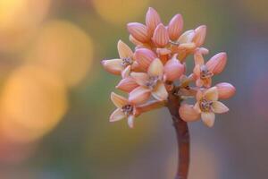 Delicate pink flowers blooming with a soft background. photo