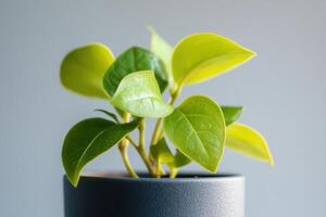 A vibrant green plant in a black pot against a soft background. photo