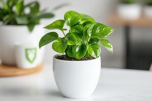 A vibrant green plant in a white pot on a table. photo