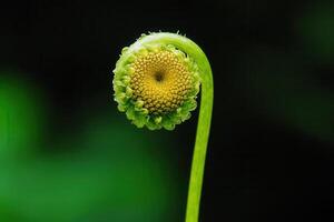 Close-up of a curled fern frond in vibrant green hues. photo