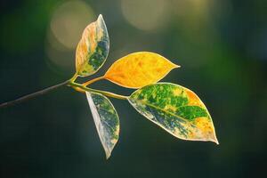 Vibrant leaves showcasing autumn colors on a branch. photo
