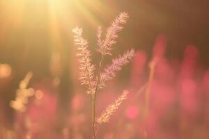 Delicate grass illuminated by soft sunlight. photo