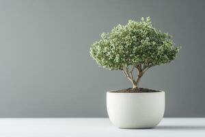 A small potted tree on a minimalistic surface. photo