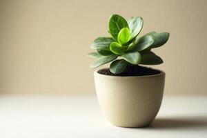 A small succulent plant in a light-colored pot. photo