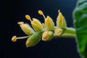 Close-up of delicate yellow flower buds on a green stem. photo