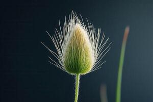 Close-up of a delicate, fluffy plant bud. photo