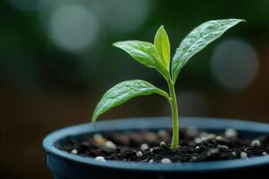 Young plant sprouting from soil in a pot. photo