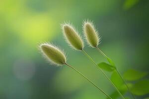 Delicate green plant buds against a soft background. photo