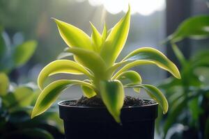 Vibrant green plant in a pot, illuminated by sunlight. photo