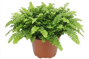 Lush green potted fern plant in a brown pot. photo