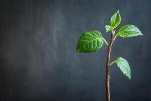 A young plant with vibrant green leaves on a dark backdrop. photo
