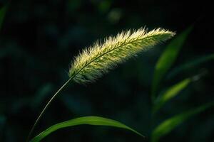A close-up of a grass spike illuminated by sunlight. photo