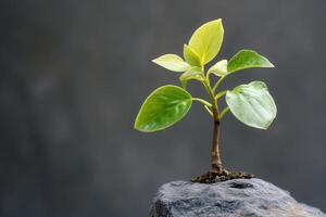 A small green plant growing from a stone. photo