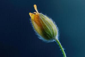 Close-up of a delicate yellow flower bud. photo