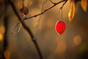 A solitary red fruit hanging from a branch in soft light. photo