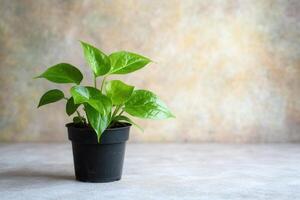 A vibrant green plant in a black pot on a textured background. photo