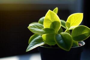 Lush green plant in a pot, illuminated by sunlight. photo