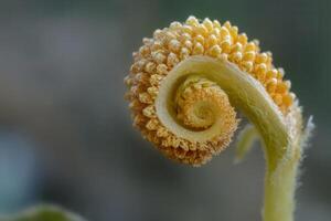 Close-up of a spiraled plant frond. photo