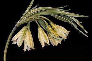 Delicate yellow flowers with slender green leaves. photo