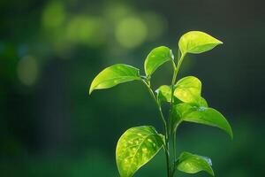 A vibrant green plant with sunlight illuminating its leaves. photo
