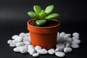 Green succulent plant in a pot surrounded by white stones. photo