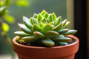A vibrant succulent plant in a terracotta pot. photo