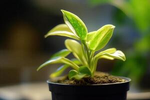 Green plant in a pot with vibrant leaves. photo