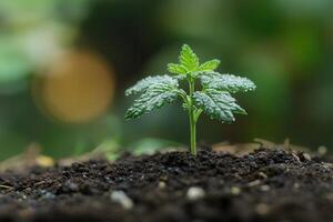 A young plant sprouting from rich soil, symbolizing growth. photo