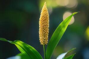 Close-up of a yellow flower spike with green leaves. photo