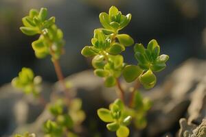 Close-up of vibrant green succulent plants. photo