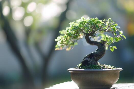 A small bonsai tree in a decorative pot. photo