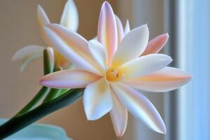 Delicate pastel flower with soft petals and green stem. photo