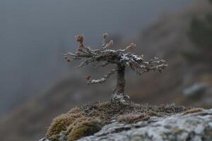 A solitary tree on a rocky surface in a misty landscape. photo
