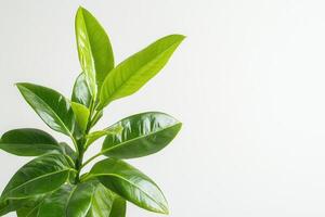 Fresh green leaves against a plain background. photo