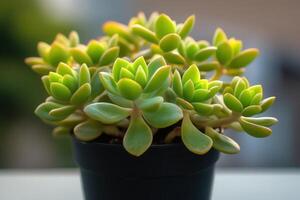 A vibrant succulent plant arrangement in a black pot. photo