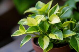 Lush green plant with variegated leaves in a pot. photo