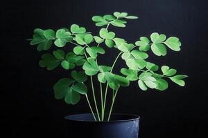 Green plant with delicate leaves in a black pot. photo