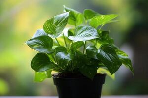 A vibrant green potted plant with glossy leaves. photo