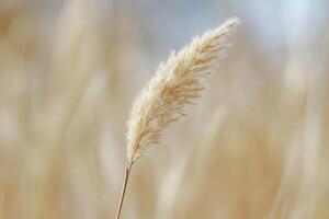 Close-up of a golden grass plume against a blurred background. photo